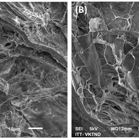 Surface Morphology Analysis Sem Of A Ae B Ae Materials