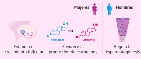 Gonadotropinas Qu Son Y Cu Les Son Sus Funciones