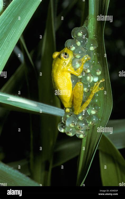 Scinax Elaeochraoa Hylidae Temporarily Stuck To The Eggs Of The Red