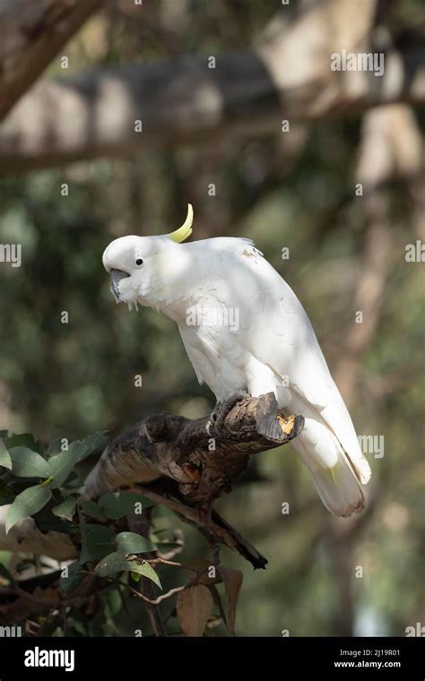 Sulphur Crested Cockatoo Cacatua Galerita Adult Bird In A Tree