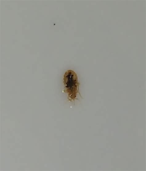 Young nymph of a bed bug - PEST CONTROL CANADA