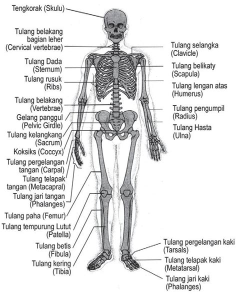 Alat Gerak Manusia - Scientist of SMANTRI