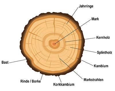 Aufbau Des Holzes