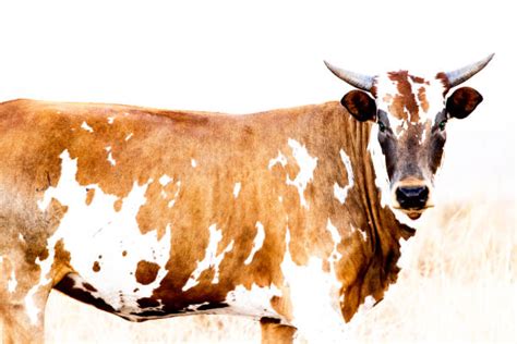 Nguni Cattle Stock Photos Pictures And Royalty Free Images Istock