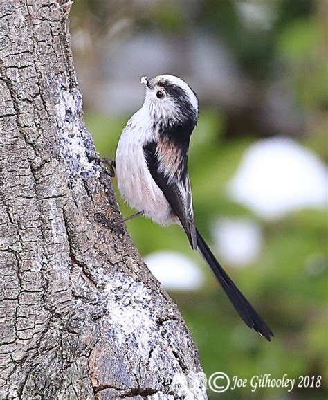 Long Tailed Tits In Our Garden Joe Gilhooley Photography