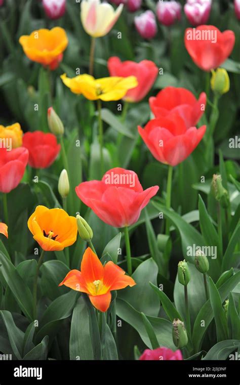 Red Orange Yellow And White Mixture Of Darwin Hybrid Tulips Tulipa