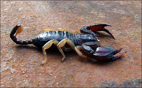 scorpione italiano Foto & Bild | tiere, wildlife, spinnen Bilder auf ...