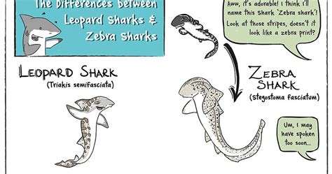 Oh Dakuwaqa The Shark Comics And Cartoons Was That A Leopard Or