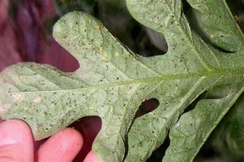 What Causes The Small Holes In Tomato Leaves Solutions