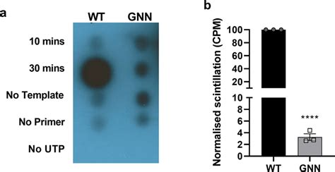 Polymerase Activity Assay Polymerase Activity Assays Were Used To