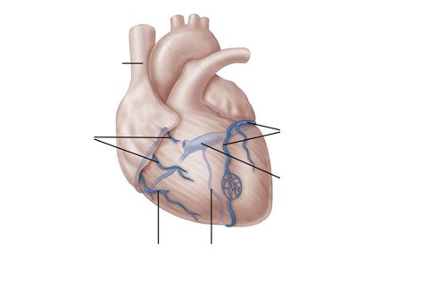 Heart Coronary Circulation Diagram Quizlet