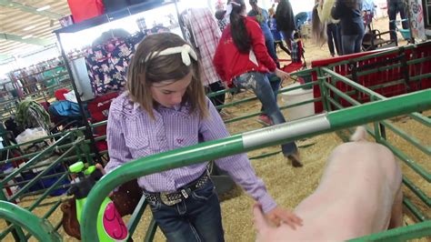 Montgomery Count Fair Swine Judging Youtube