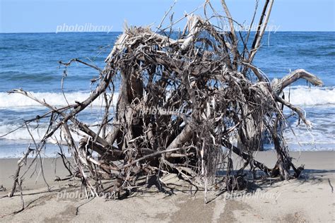 海岸に漂着した流木 写真素材 6971702 フォトライブラリー Photolibrary