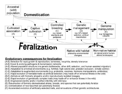 Stages Of Domestication And Their Influences On Feralization Captive