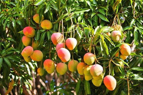 Delicious And Refreshing Fruits Of Kerala Healthyliving From Nature