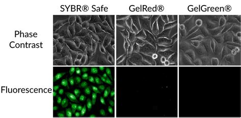 Gelgreen Nucleic Acid Gel Stain X In Water Smartscience