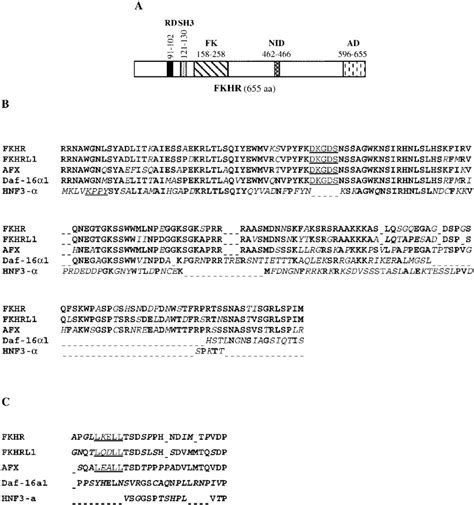 A A Schematic Representation Of Fkhr Fkhr Contains A Forkhead