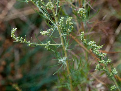 Seidiger Feld Beifuß NGIDn672194817 naturgucker de enjoynature net