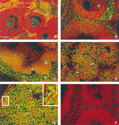 Immunofluorescent Staining Yellow Green Fluorescence Of Enos In Download Scientific Diagram