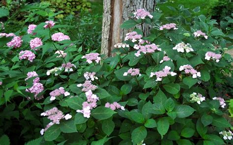 Buy Lady In Red Hydrangea Free Shipping For Sale Online From Wilson