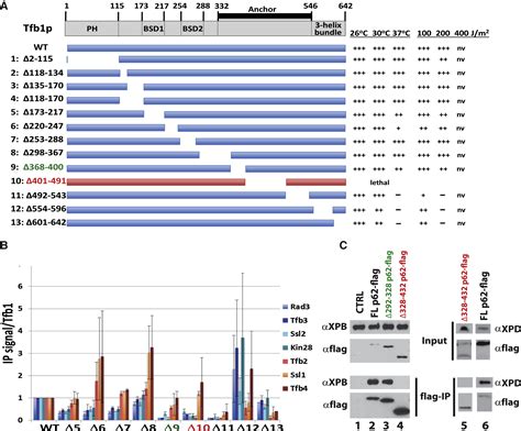 Architecture Of The Human And Yeast General Transcription And Dna