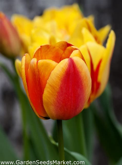 Tulipa Apeldoorn S Elite Tulpe Apeldoorn S Elite Zwiebeln