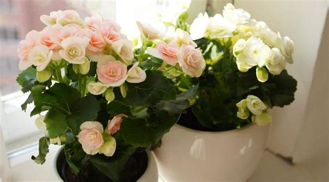 Consejos Para Cultivar Hermosas Begonias En Macetas O Contenedores