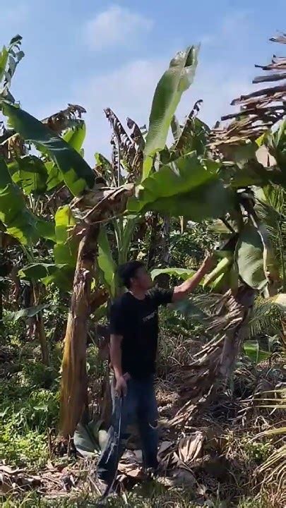 Panen Pisang Tanduk Di Kebun Pisang Tanduk Youtube