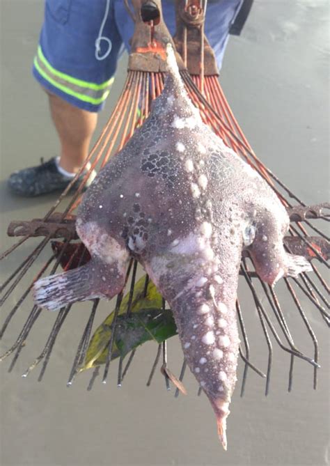 Notícias Peixe morcego aparece em praia do litoral de São Paulo e