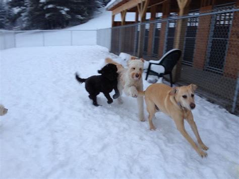 Contact Kingdom Canine Center Dog Grooming Lyndonville Vermont