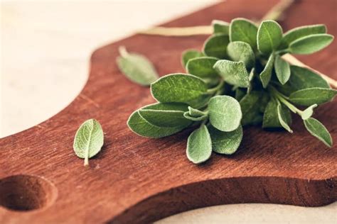 Healthy Holy Trinity Of Ancient Greek Herbs For Your Diet Oregano