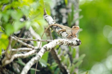 Lizzard On The Tree Stock Photo Image Of Nature Mouth 62831040