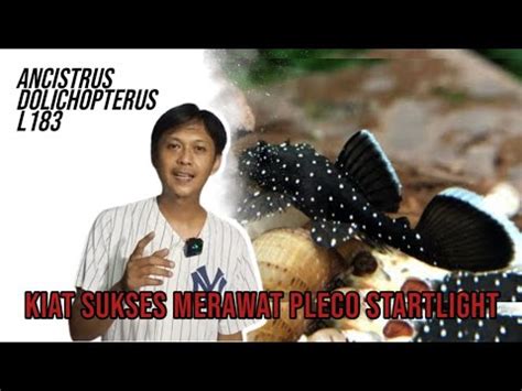 Pembesaran Dan Perawatan Ikan Starlight Pleco YouTube