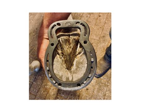 Deep Digital Flexor Tendon Injury Mustad Hoofcare En