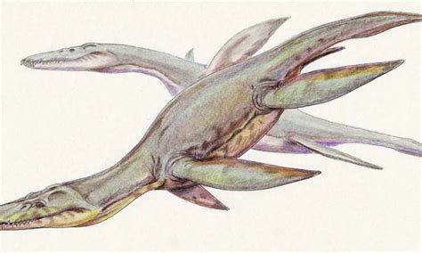 How Did Plesiosaurs Swim With Such Long Necks Heritagedaily