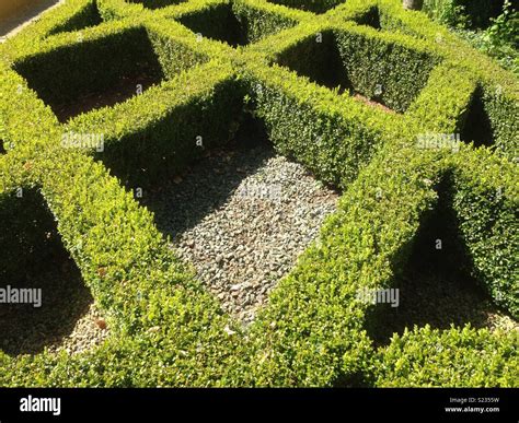 Lattice hedge maze topiary Stock Photo - Alamy