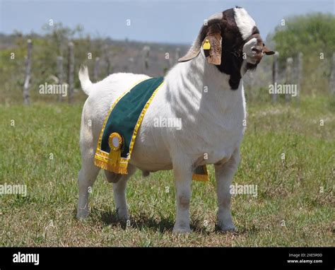 Male Boer Goat Very Awarded In Brazil The Boer Is A Breed Developed In