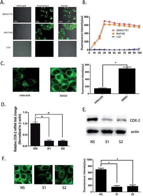 Smmc And Bel Cells Can Be Distinguished From Lo Cells By