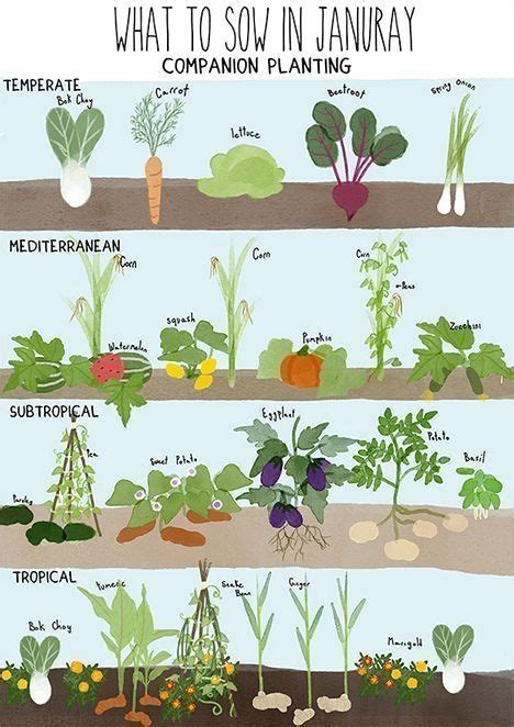 Planting Guide For January In The Southern Hemisphere Designed With Permaculture Co Fall