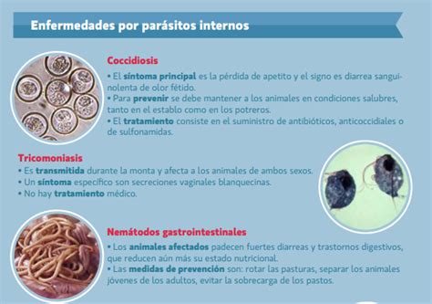 Abc De Las Enfermedades Parasitarias Infortambo Chile