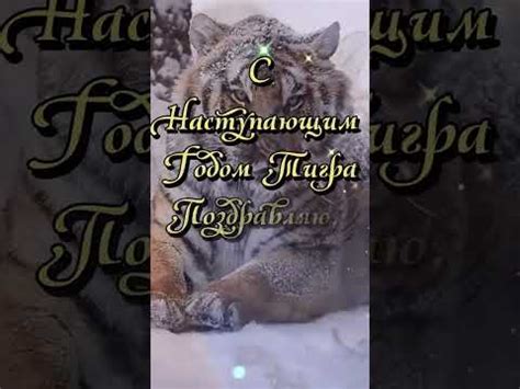 С наступающим годом Тигра поздравляю...🌲🌲🌲 - YouTube