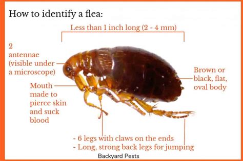 5 Ways Fleas Get Into A House And What To Do About House Fleas