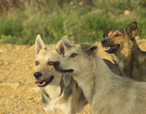 Cute Stray Dogs Stock Photo Image Of Pack Bowwow Doggy 123583306