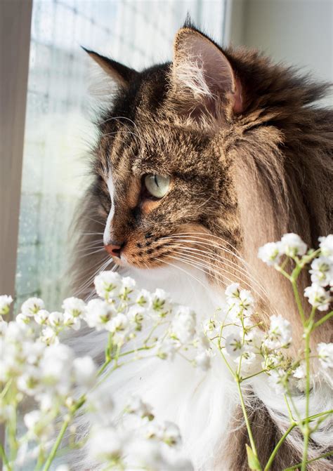 Fluffy Siberian Or Norwegian Forest Cat And White Flowers Close Up