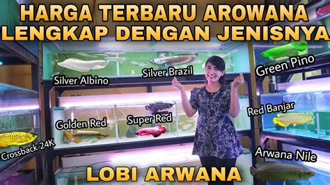 Preview HARGA IKAN ARWANA LENGKAP Dengan JENIS JENISNYA Di LOBI