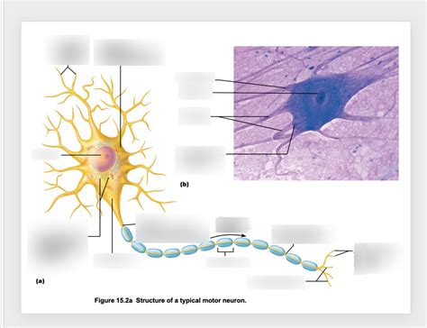 Structure Of A Typical Motor Neuron Diagram Quizlet