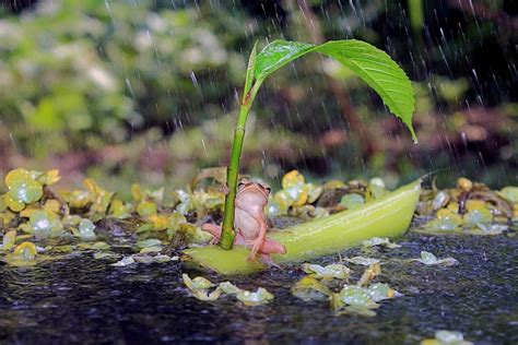 Impresionante Rana Usa Un Paraguas Para Cubrirse De La Lluvia ~ Like