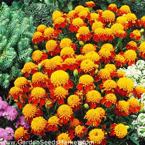 Fransk Ringblomst Orange Flame Kg Garden Seeds Market Gratis