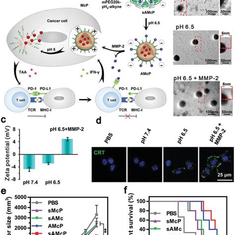 A Schematic Illustration Of Dual Ph And Mmp Responsive Micelles