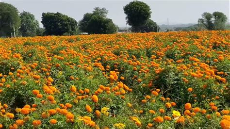 Beautiful Marigold Farm 🏵️💐💐 Youtube